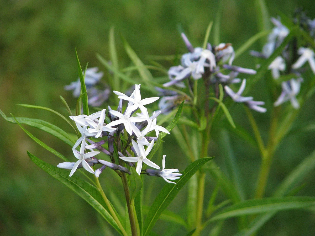 Golden fall foliage of Amsonia Hubrichtii Bluestar