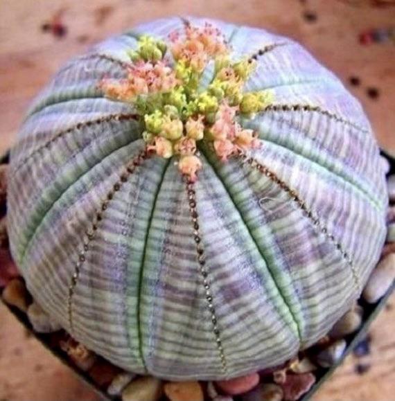 Heirloom Euphorbia Obesa Flower seeds for Planting Wildflower Mix Heirloom & GMO Free Seeds for Home Garden