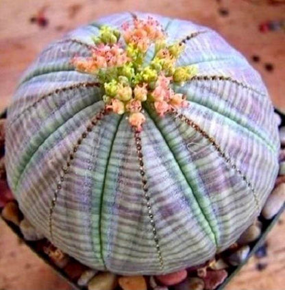 Heirloom Euphorbia Obesa Flower seeds for Planting Wildflower Mix Heirloom & GMO Free Seeds for Home Garden
