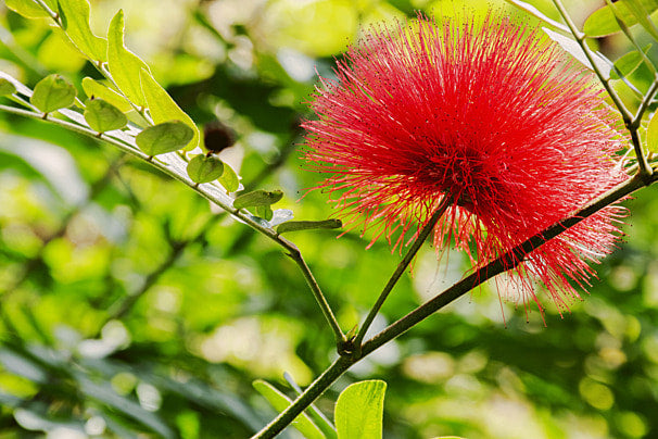 Bold Red Acacia Perennial Flower Seeds for Planting