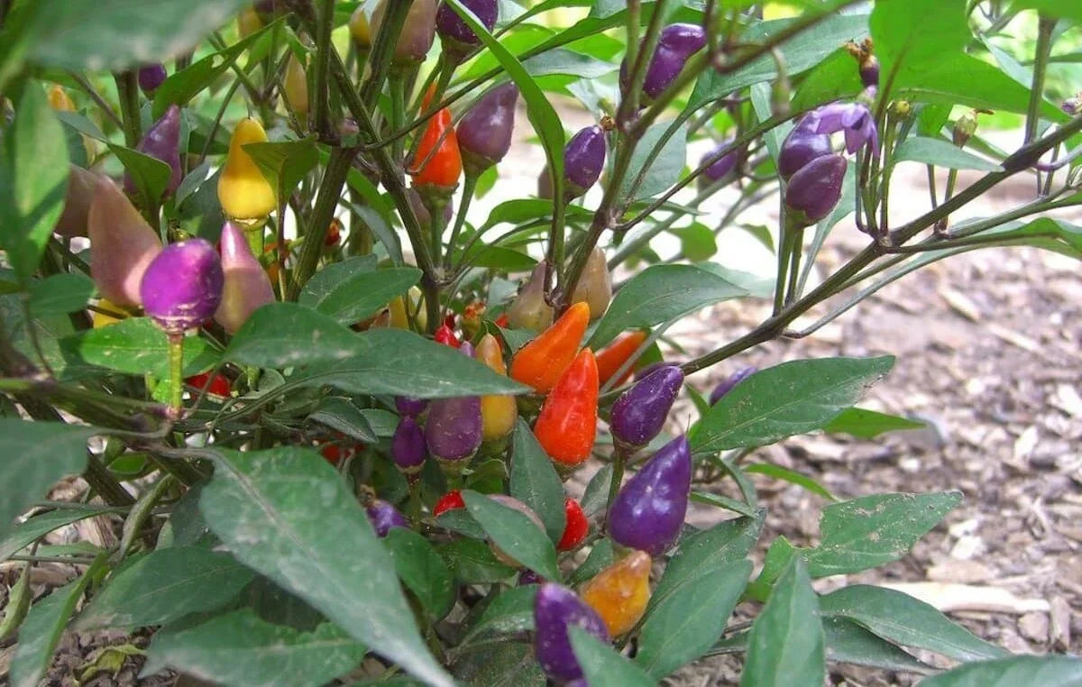 Colorful Rainbow Pepper Seeds For Vibrant Planting And Harvest Vegetable Seeds