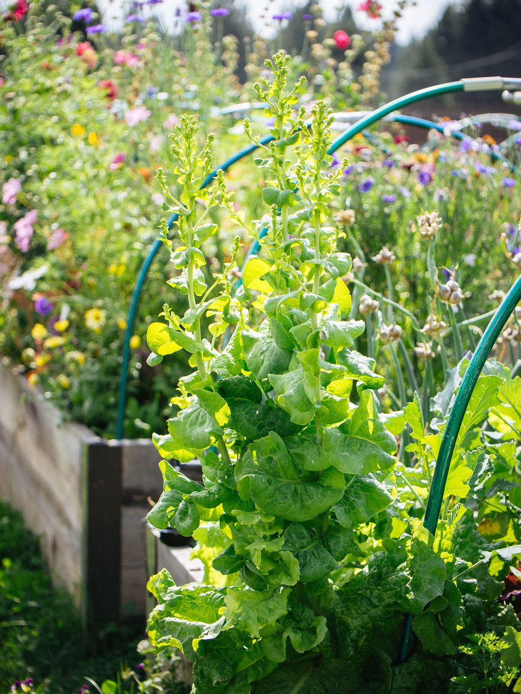 Lettuce Flower seeds for Planting Vibrant Colors, Heirloom & GMO Free Seeds for Home Garden seeds for planting