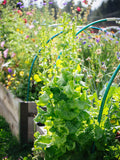 Lettuce Flower seeds for Planting Vibrant Colors, Heirloom & GMO Free Seeds for Home Garden seeds for planting