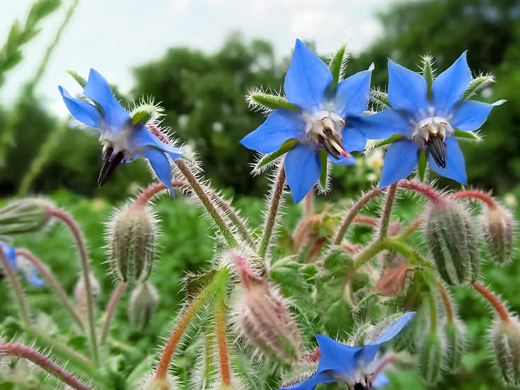 Blue Borage Flower seeds for Planting Vibrant Colors, Heirloom & GMO Free Seeds for Home Garden vegetable and garden seeds