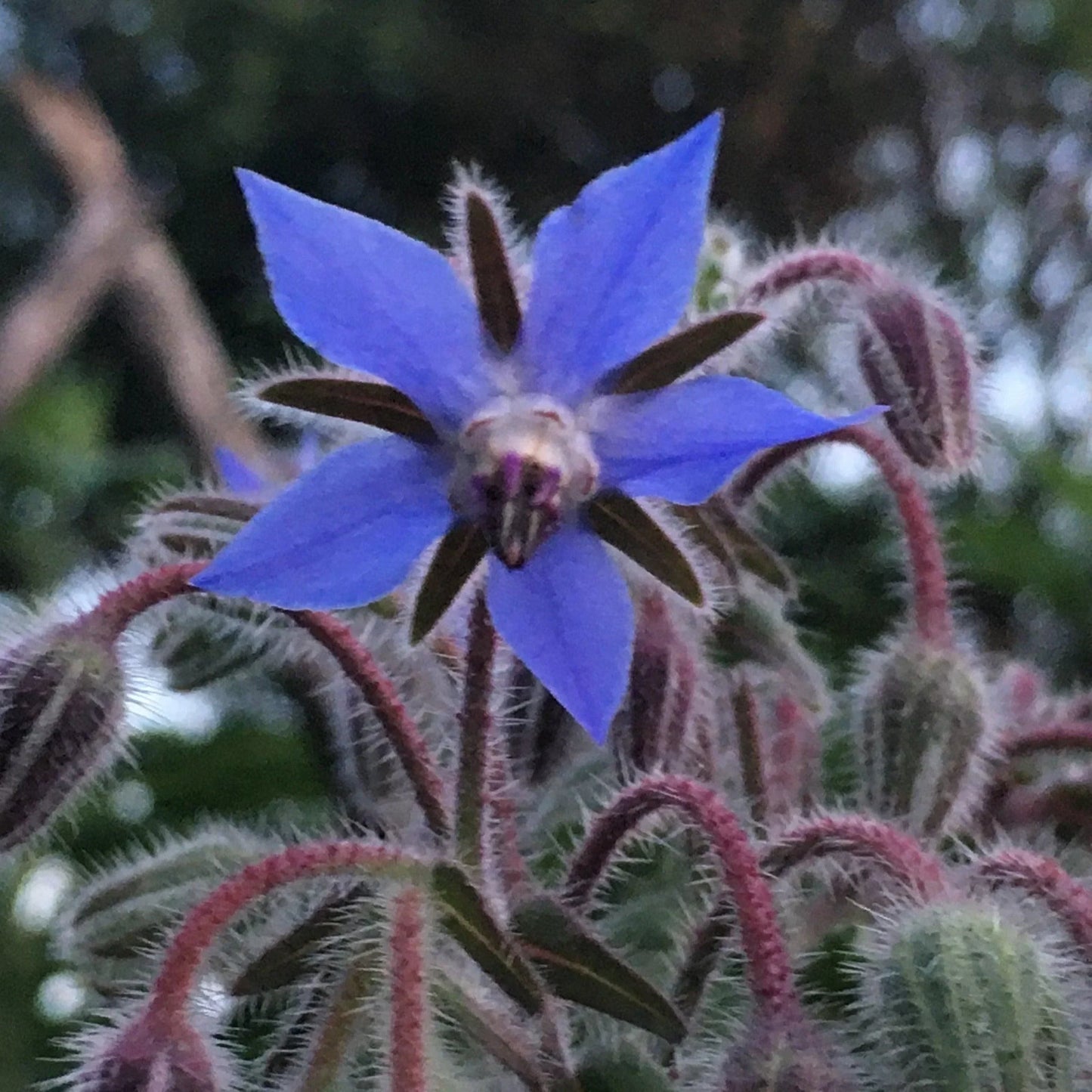 Borage Heirloom Non GMO Planting Flower seeds for Planting Perfect for Borders Heirloom & GMO Free Seeds for Home Garden