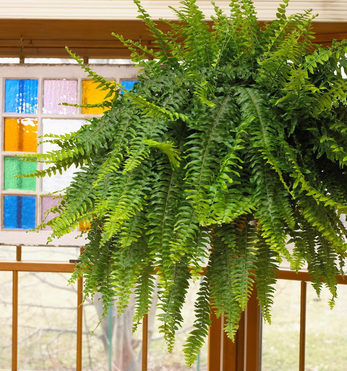 Fern Flower seeds for Planting - Long Bloom Season, Heirloom & GMO Free Seeds for Home Garden