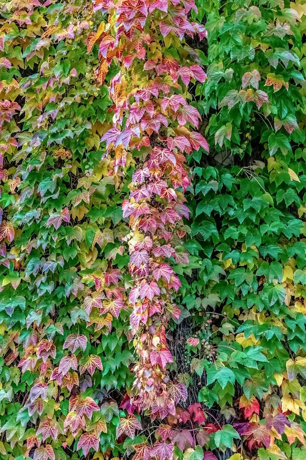 High quality Multi Colored Boston Ivy Flower seeds for Planting Hardy Variety, Heirloom & GMO Free Seeds for Home Garden seeds pack