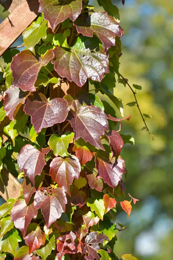 Premium Multi Colored Boston Ivy Flower seeds for Planting Hardy Variety, Heirloom & GMO Free Seeds for Home Garden seeds