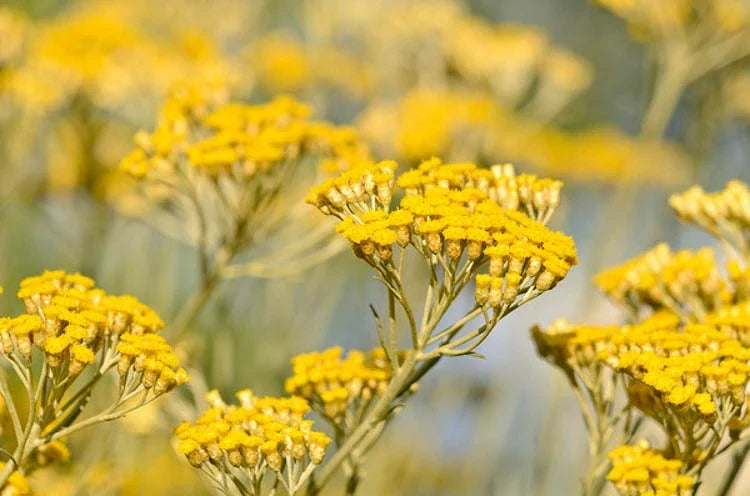 Heirloom Immortelle Flower seeds for Planting Shade Tolerant Heirloom & GMO Free Seeds for Home Garden