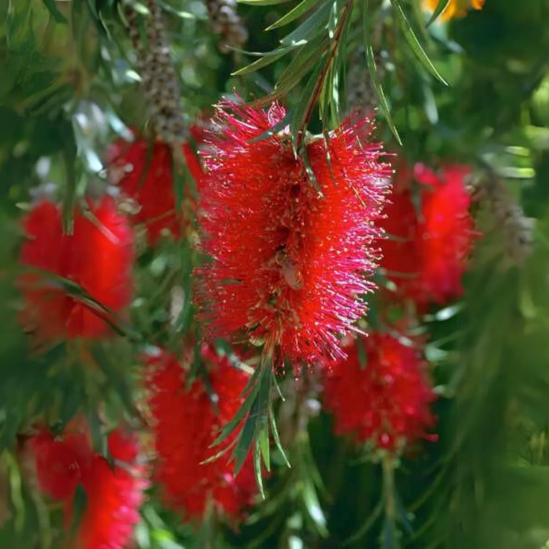 Premium Pink Melaleuca Flower seeds for Planting Fragrant Blossoms, Heirloom & GMO Free Seeds for Home Garden seeds