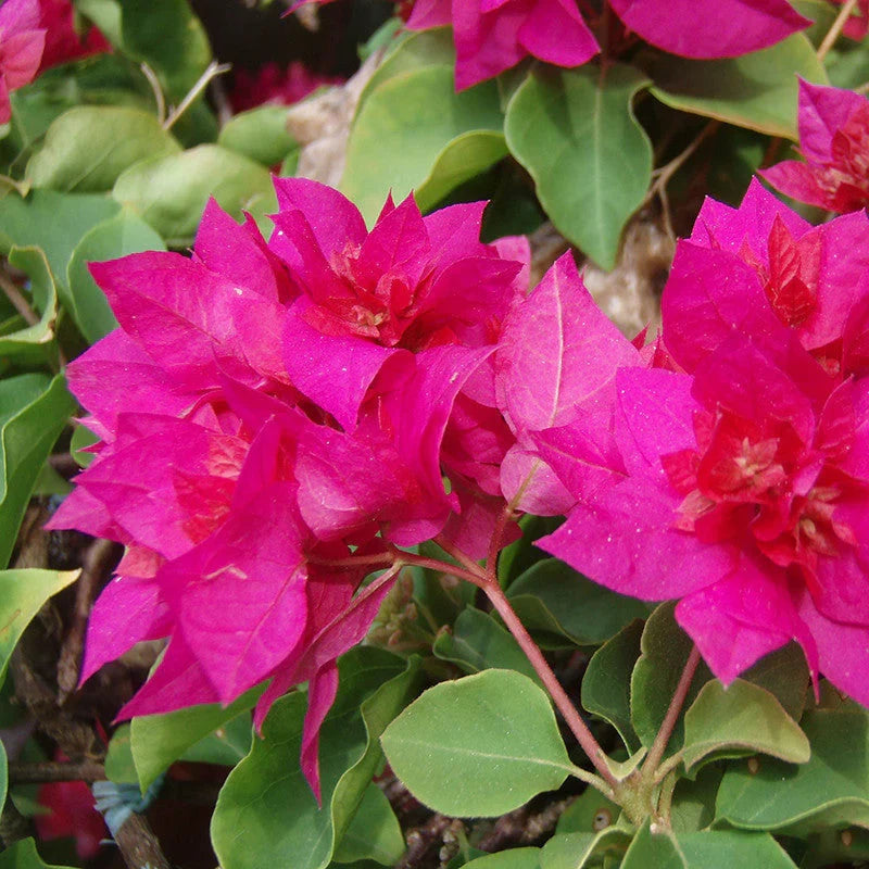Premium Thick Pink Bougainvillea Flower seeds for Planting Compact Growth, Heirloom & GMO Free Seeds for Home Garden seeds