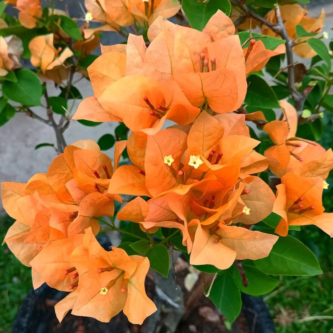 High quality Bougainvillea Orange Flower seeds for Planting Cottage Garden Essential, Heirloom & GMO Free Seeds for Home Garden seeds pack