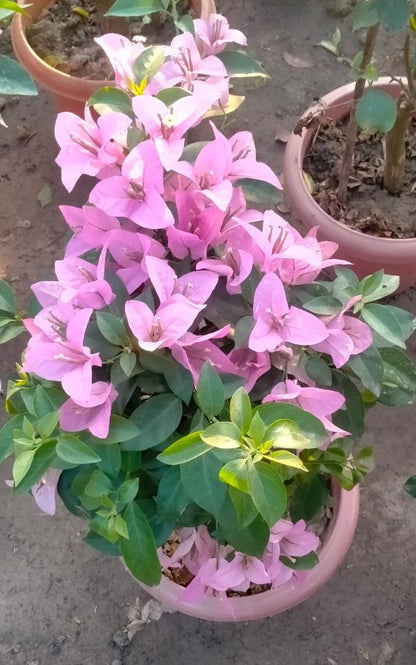 Climbing Baby Pink Bougainvillea in a home garden