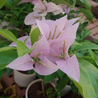 Close-up of Baby Pink Bougainvillea petals