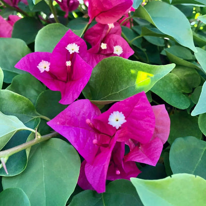 Bougainvillea Flower seeds for Planting Seasonal Bloomer Heirloom & GMO Free Seeds for Home Garden