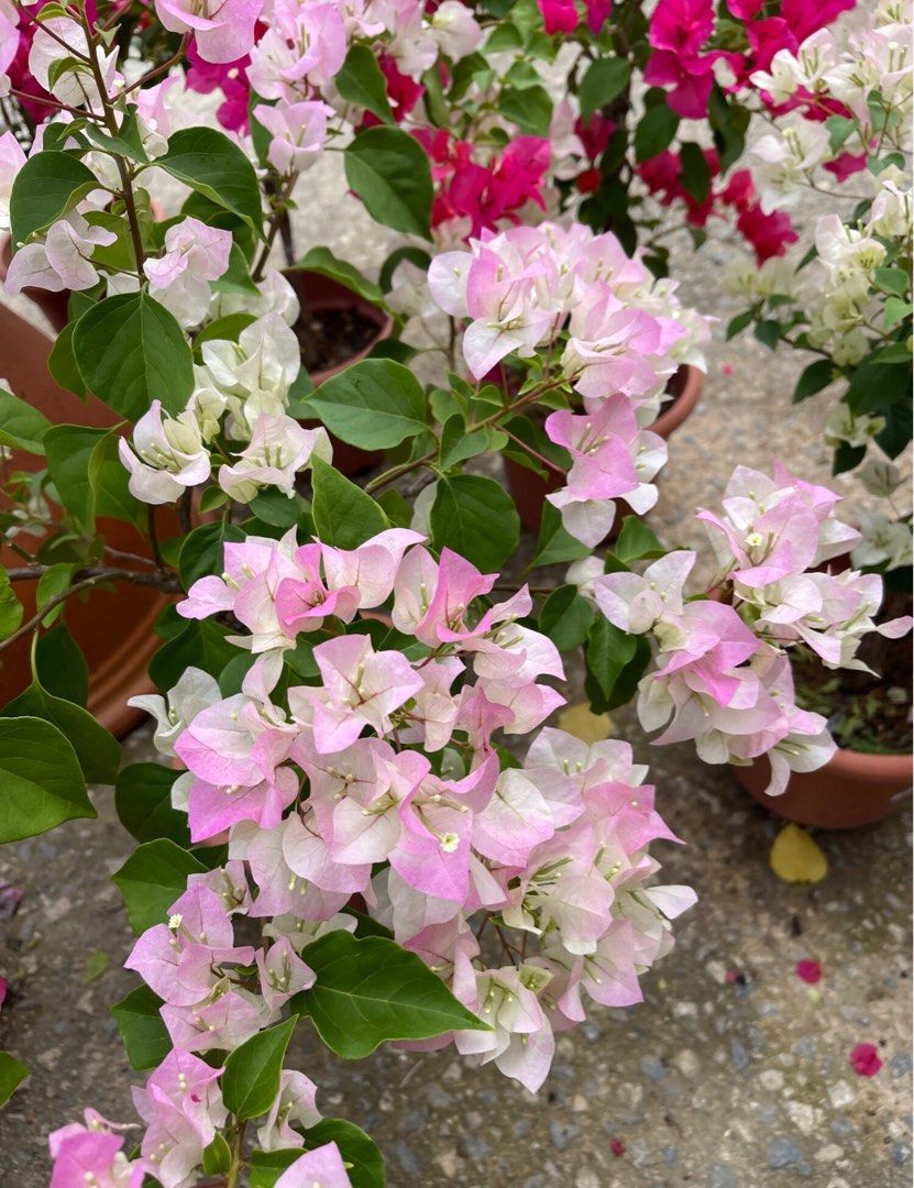 High quality Baby Pink Bougainvillea Flower seeds for Planting Perfect for Borders, Heirloom & GMO Free Seeds for Home Garden seeds pack