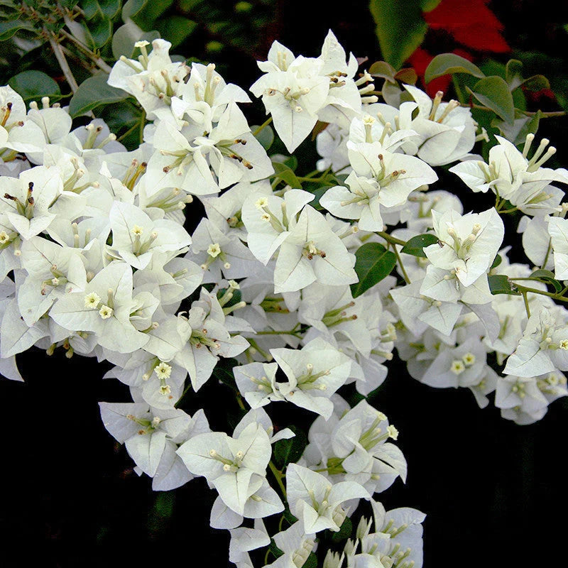White Bougainvillea Kousa Flower seeds for Planting Easy to Grow, Heirloom & GMO Free Seeds for Home Garden vegetable and garden seeds