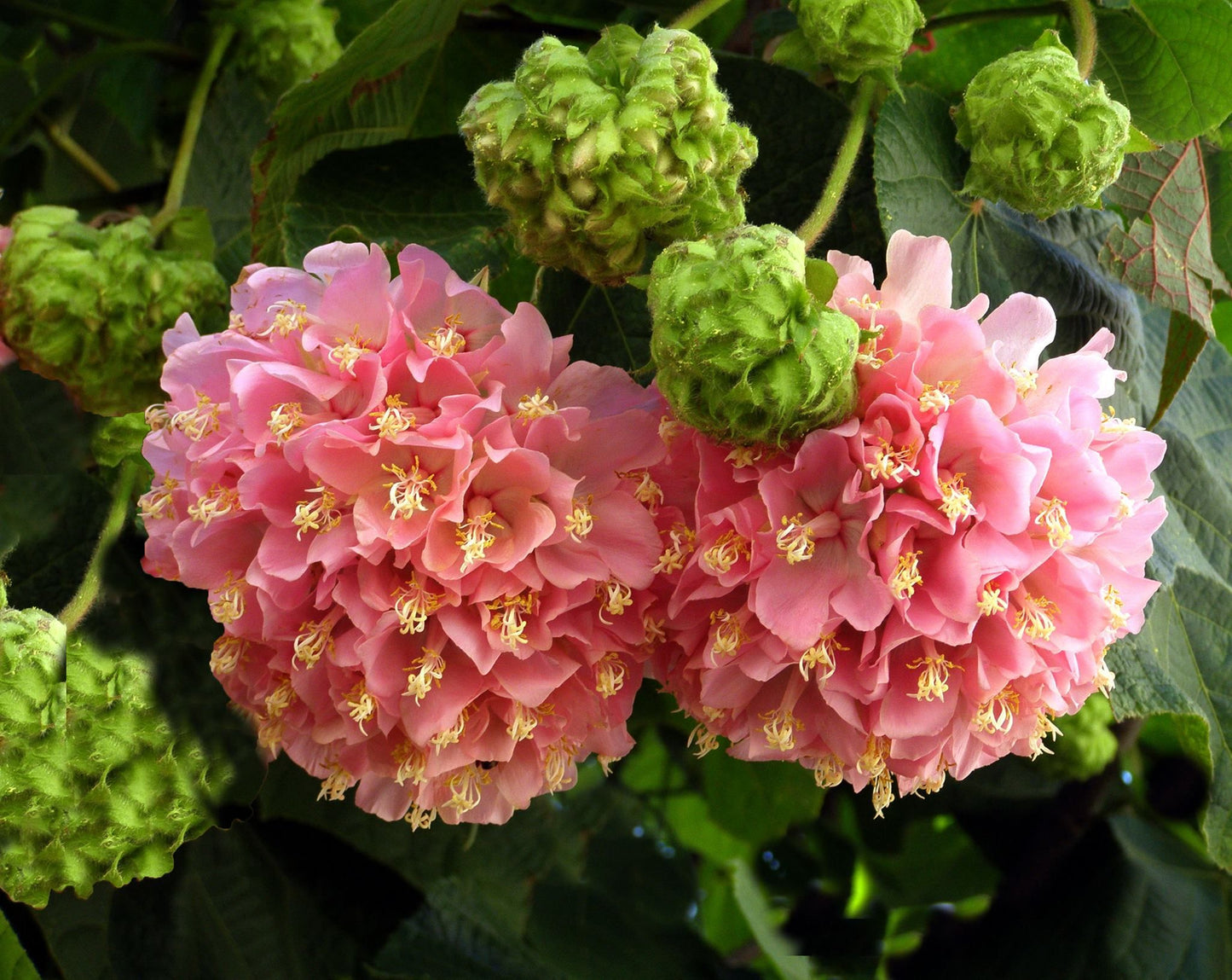 Bourgassiae plants enhancing summer garden borders