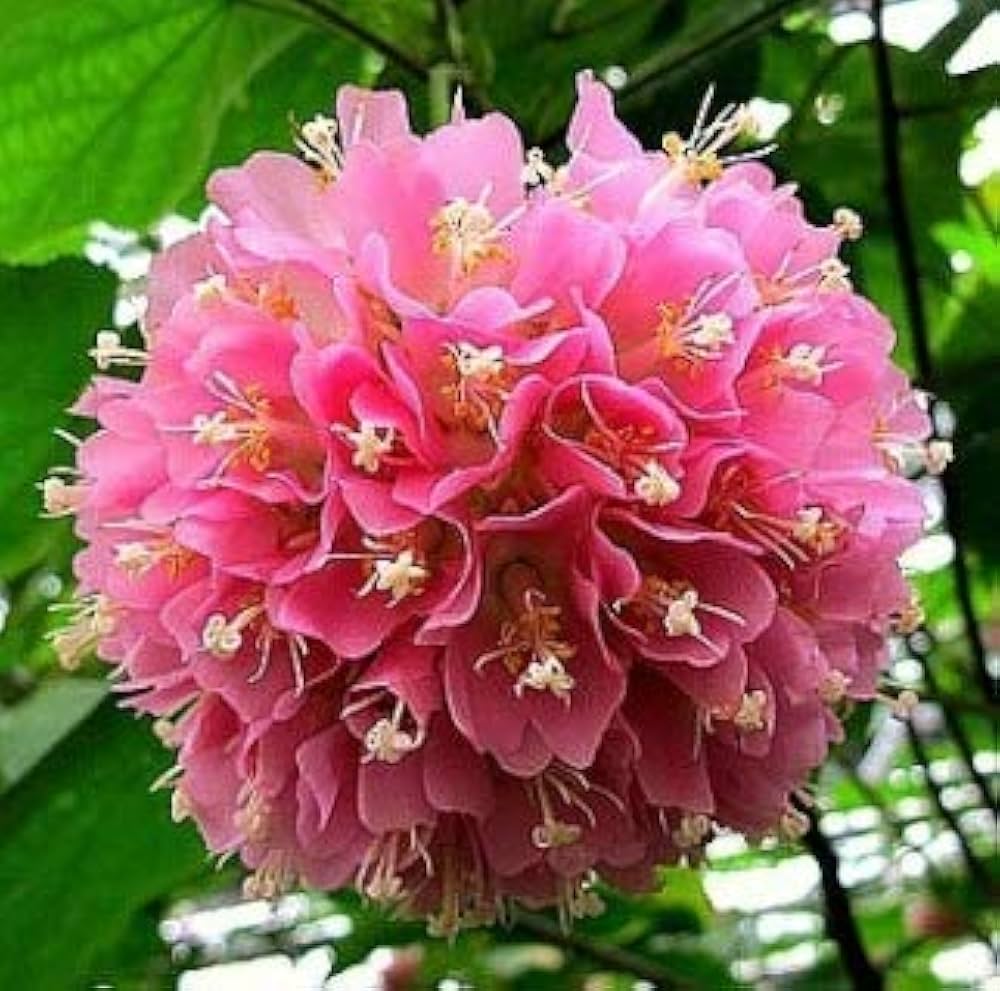 Bourgassiae Planting Seeds for Spring and Summer Gardens