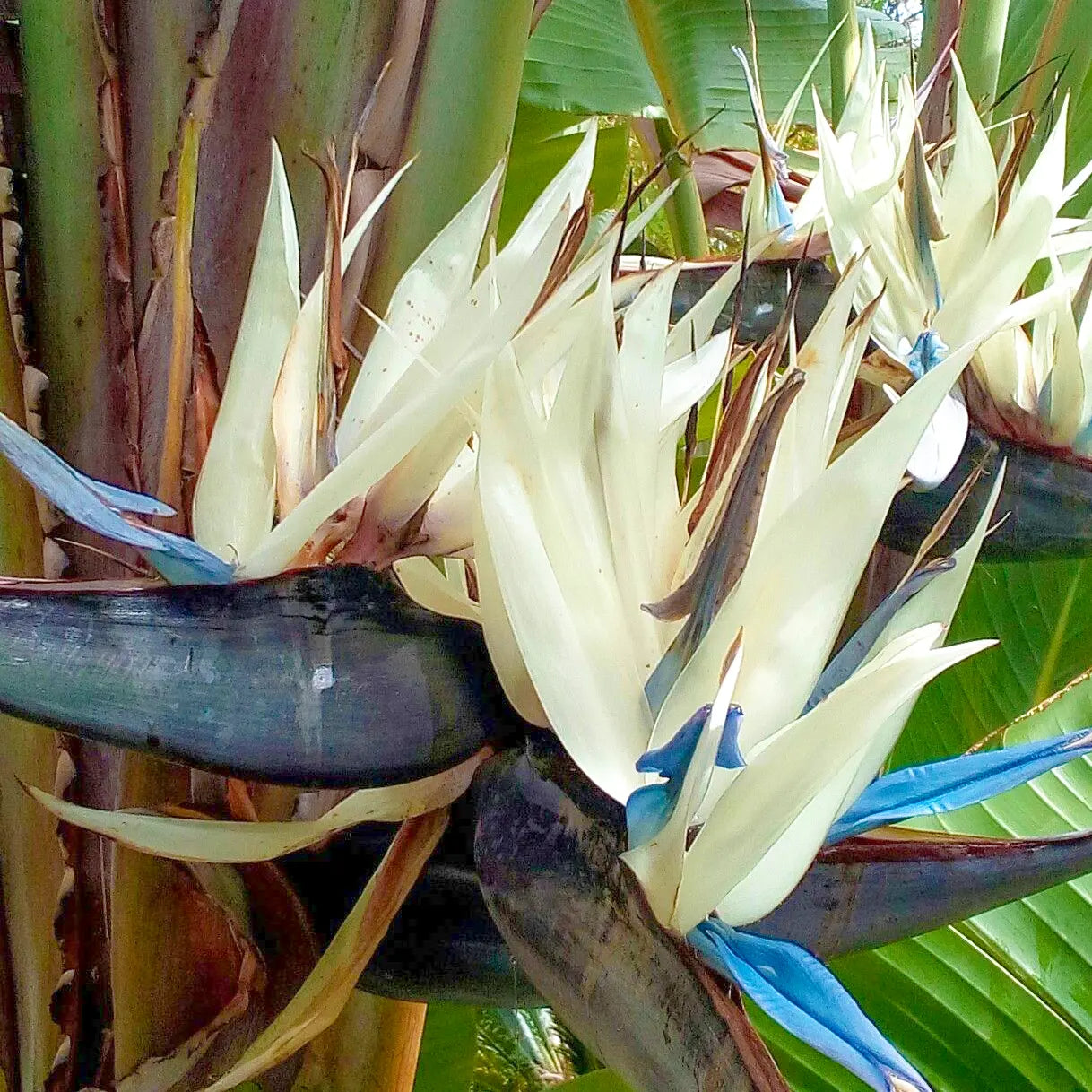 Cream Strelitzia Reginae Seeds Flower seeds for Planting Low Maintenance Heirloom & GMO Free Seeds for Home Garden