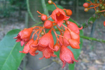 Brachychiton Acerifolius Flower seeds for Planting Easy to Grow Heirloom & GMO Free Seeds for Home Garden