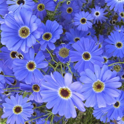 Heirloom Swan River Daisy Flower seeds for Planting Compact Growth Heirloom & GMO Free Seeds for Home Garden