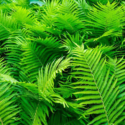 Fern Bracken Flower Seeds – Heirloom Non-GMO Hardy Plants for Garden Borders & Landscaping