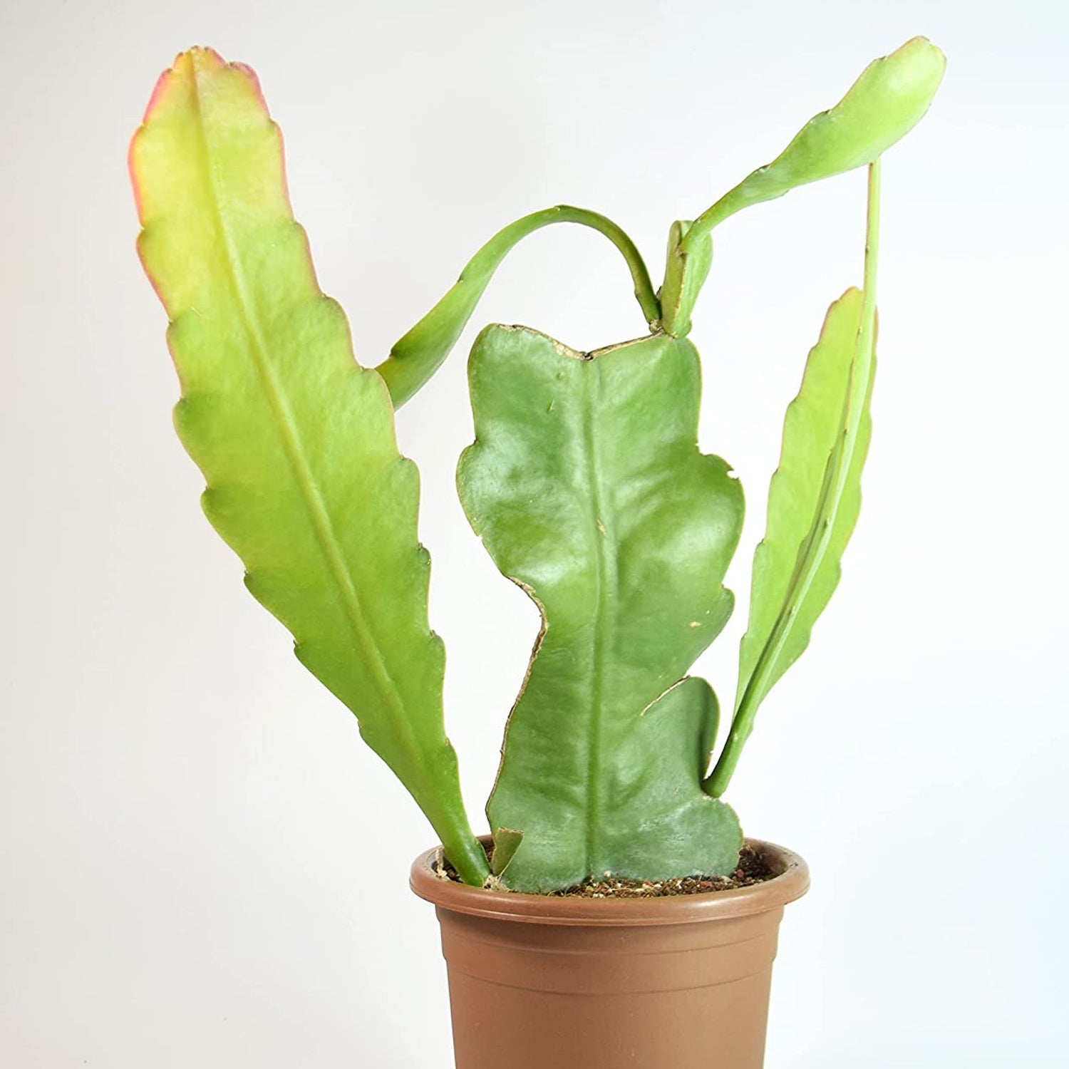 High quality Green Epiphyllum Flower seeds for Planting Bright Blooms, Heirloom & GMO Free Seeds for Home Garden seeds pack