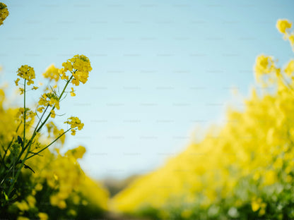 Brassica juncea heirloom plants with ruffled green leaves grown from seeds