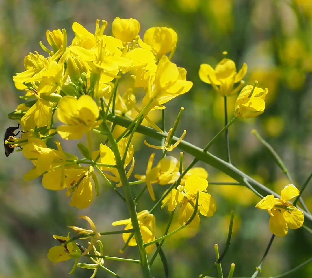 Canola Oil Flower seeds for Planting Hardy Variety Heirloom & GMO Free Seeds for Home Garden