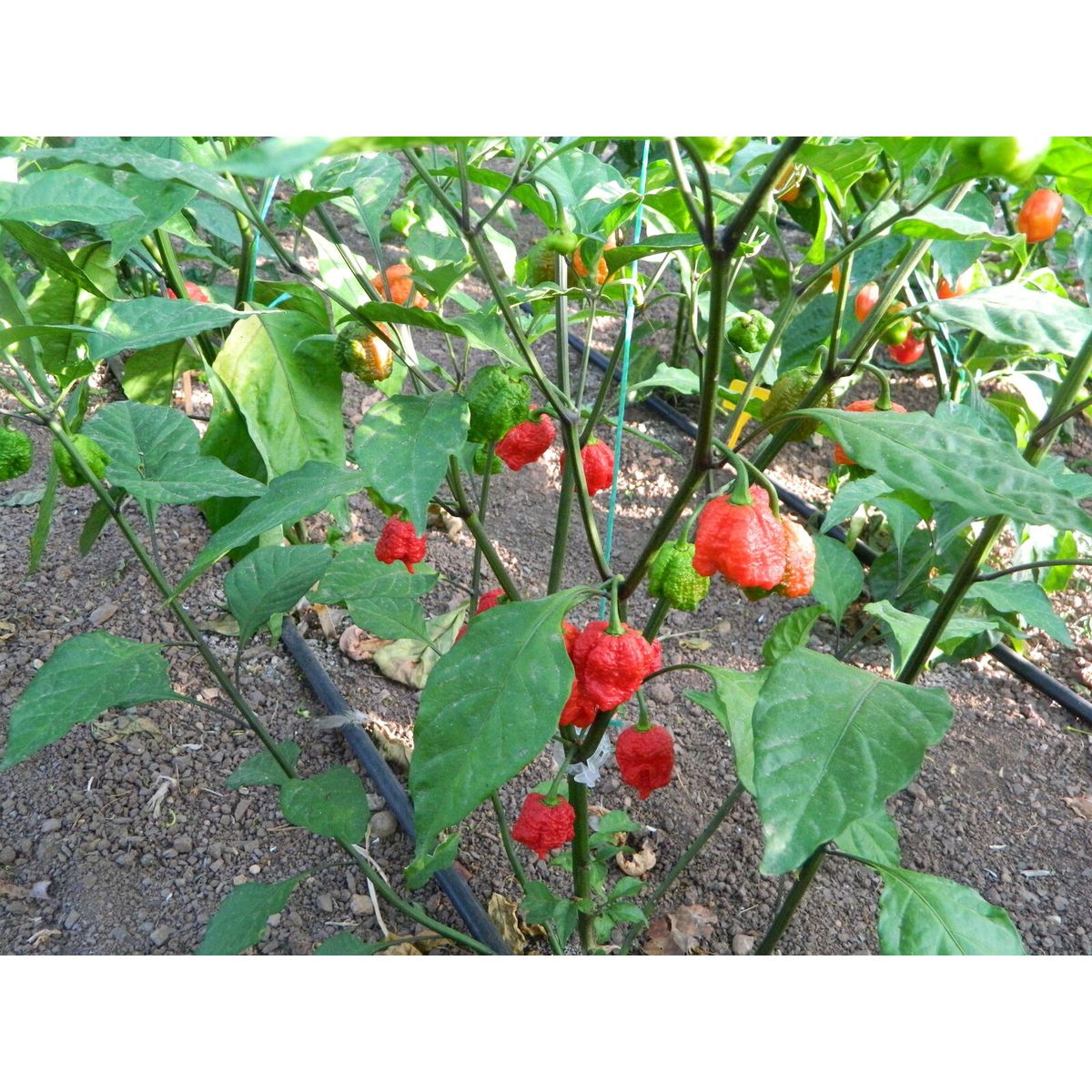 Breath chilli plant developing outdoors
