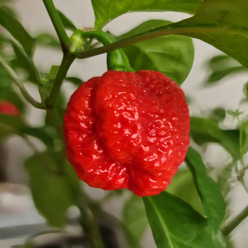 Breath Chilli Vegetable Seeds for Planting