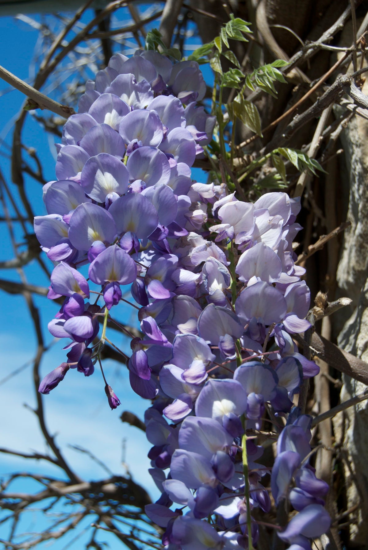 White And Blue Wisteria Flower Seeds For Planting