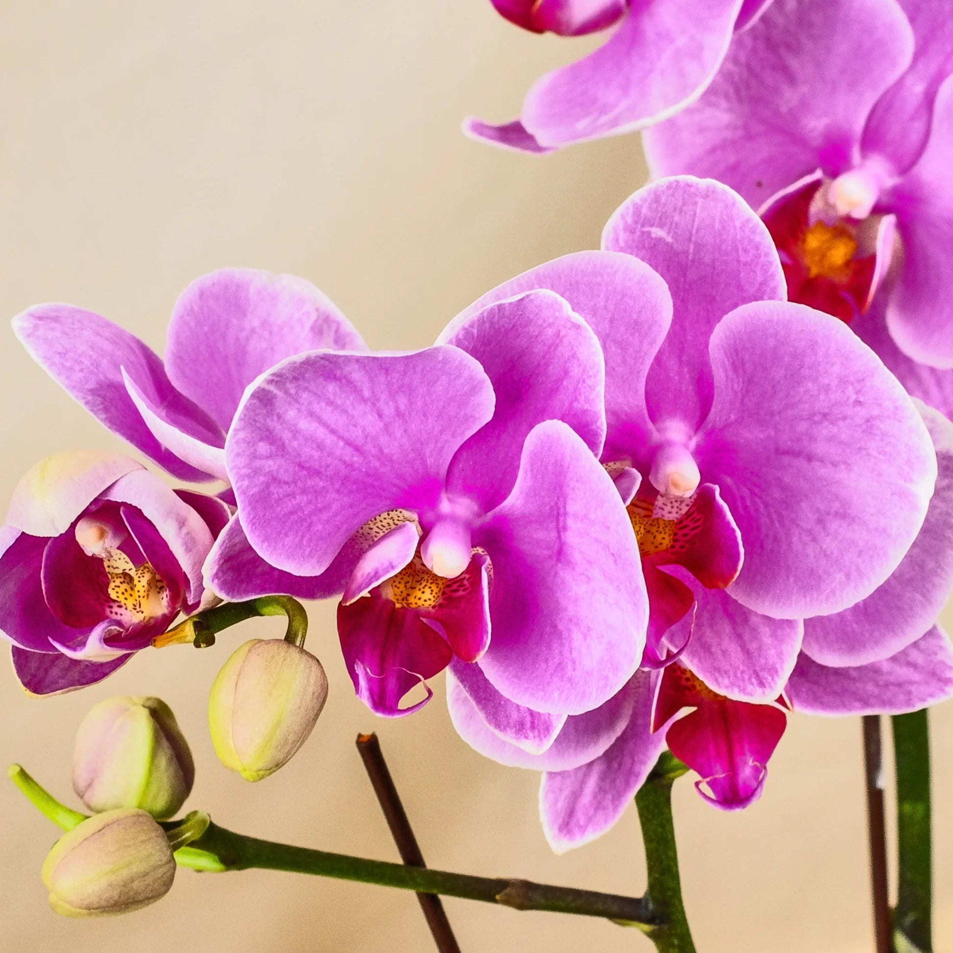 Pink Butterfly Orchid Flower seeds for Planting Fragrant Blossoms, Heirloom & GMO Free Seeds for Home Garden seeds for planting