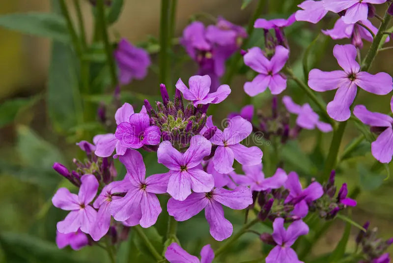 Hesperis Matronalis Flower seeds for Planting Easy to Grow, Heirloom & GMO Free Seeds for Home Garden vegetable and garden seeds