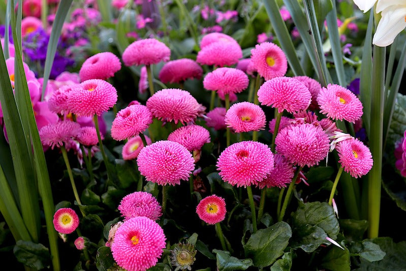 Pink Bellis Perennis Flower seeds for Planting Premium Quality, Heirloom & GMO Free Seeds for Home Garden vegetable and garden seeds