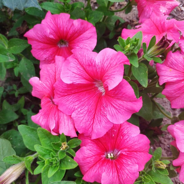 High quality Pink Fuchsia Petunia Flower seeds for Planting Hardy Variety, Heirloom & GMO Free Seeds for Home Garden seeds pack