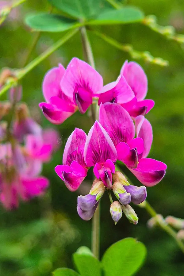 Lespedeza Flower seeds for Planting Cottage Garden Essential Heirloom & GMO Free Seeds for Home Garden