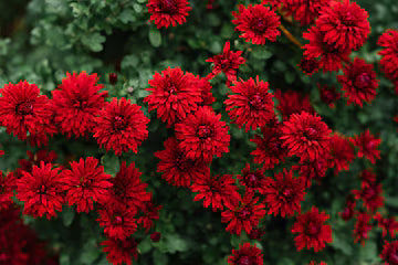 High quality Deep Red Chrysanthemum Flower seeds for Planting Compact Growth, Heirloom & GMO Free Seeds for Home Garden seeds pack