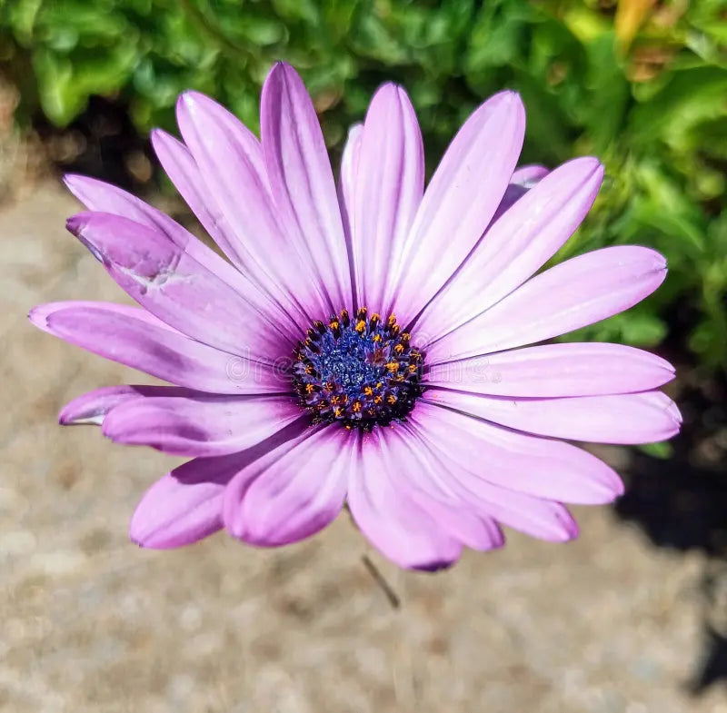 Lavender Osteospermum Flower seeds for Planting Sun Loving, Heirloom & GMO Free Seeds for Home Garden vegetable and garden seeds