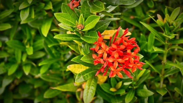 Passi Coccinea Flower seeds for Planting Wildflower Mix, Heirloom & GMO Free Seeds for Home Garden vegetable and garden seeds