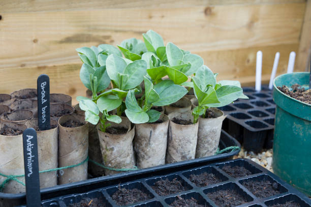 Broad Bean seeds ideal for backyard garden planting