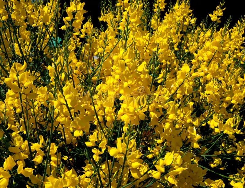 Spartium Flower seeds for Planting Pollinator Friendly Heirloom & GMO Free Seeds for Home Garden