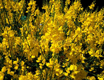 Spartium Flower seeds for Planting Pollinator Friendly Heirloom & GMO Free Seeds for Home Garden