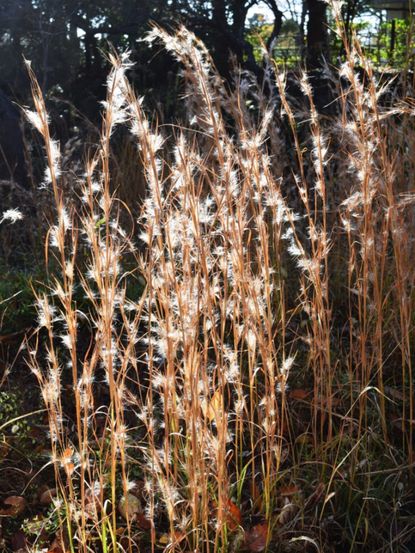 Golden Broomsedge Grass in Fall Landscape
