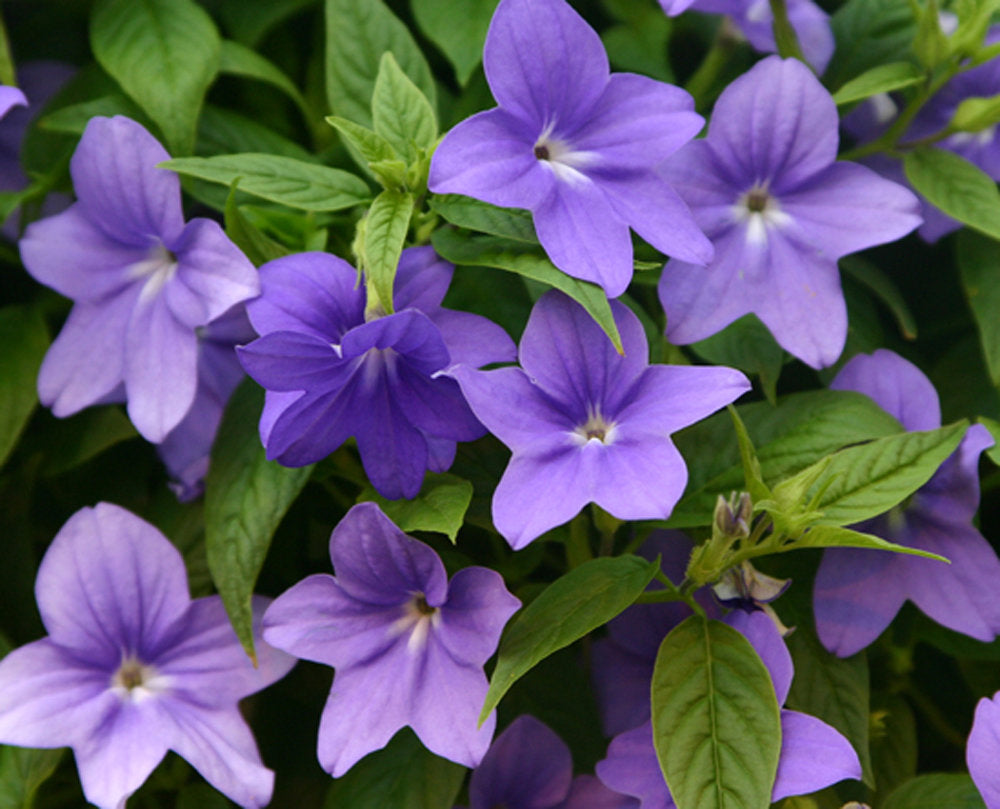 Heirloom Browallia Flower seeds for Planting Fragrant Blossoms Heirloom & GMO Free Seeds for Home Garden