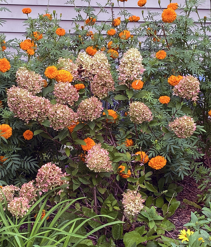 Brown Hydrangea Flower seeds for Planting Seasonal Bloomer, Heirloom & GMO Free Seeds for Home Garden vegetable and garden seeds