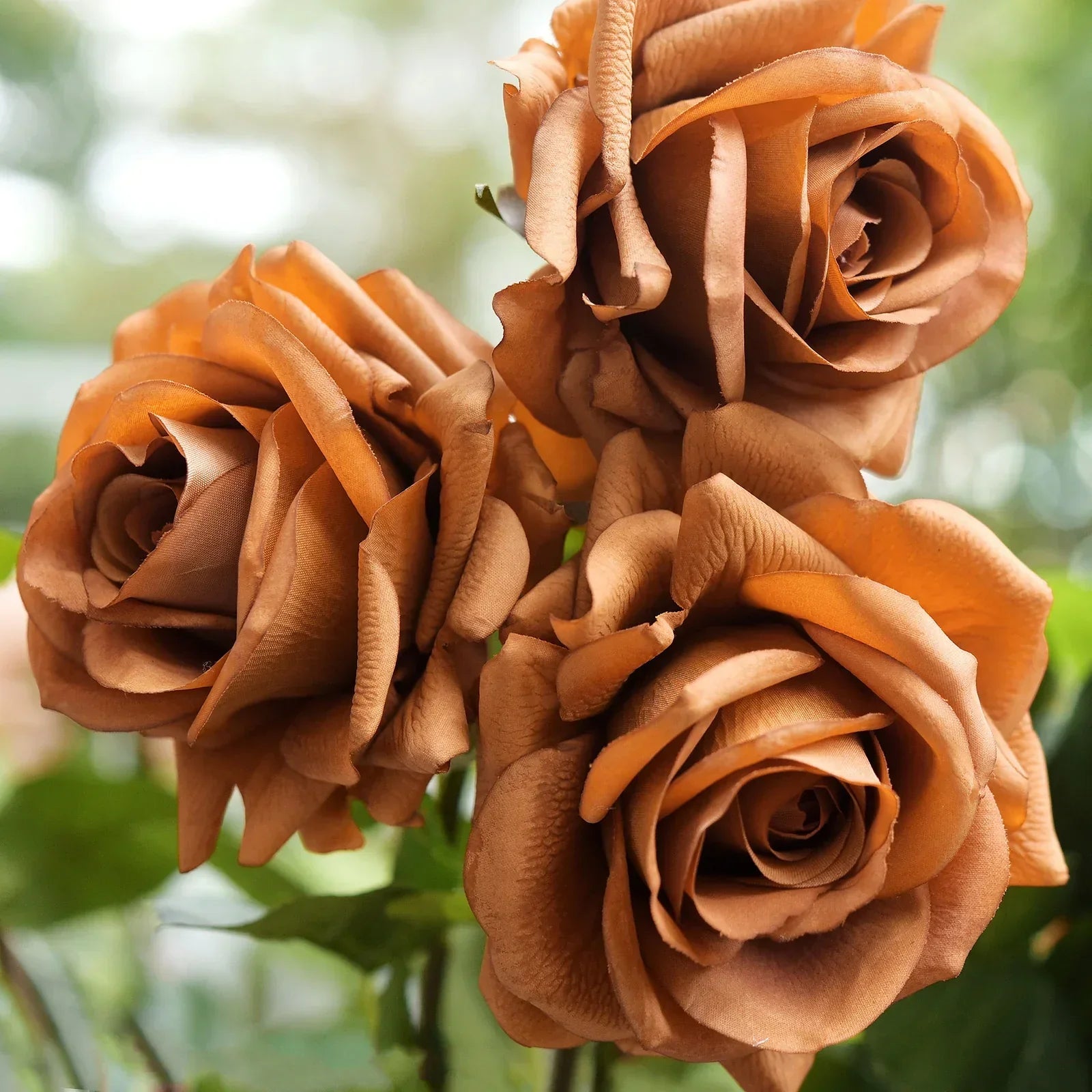 Premium Unique Rose Brown Flowering Seeds For Planting and Gardening vibes seeds