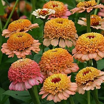 Brown and Yellow Zinnia Flower Seeds for Planting