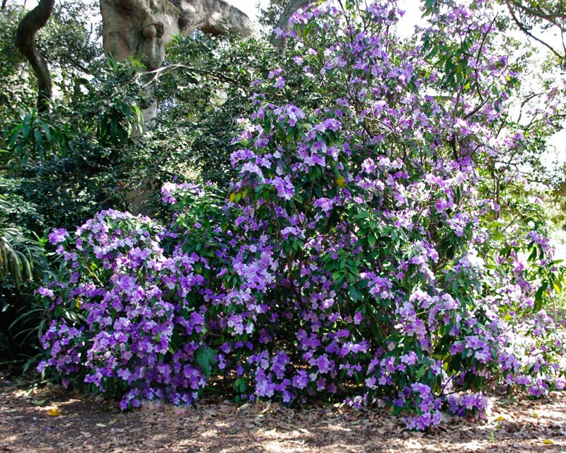 High quality Purple Brunfelsia Pauciflora Flower seeds for Planting Cottage Garden Essential, Heirloom & GMO Free Seeds for Home Garden seeds pack